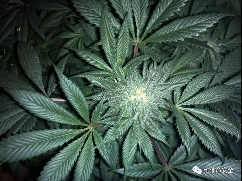 �Ϲ�NG����(�й�)�ٷ���վ